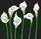 White Calla lilies