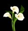 White calla lilies on black.