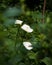 White Calla Lilies blooming in the forest