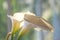 White calla lilies close up on sunshine