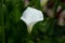 White Calla Lillie