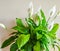 White Calla Lillie Flowers Surrounded By Big Green Leaves in a Pot a the Balcony. Beautiful Arum Lillies in Full Bloom.