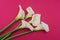 White calla lilly flowers on marsala background