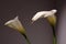 White calla lily