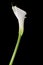 White calla lily