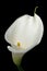 White calla lily