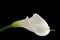 White calla lily on black