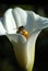 White calla lily bloom with bee collecting nectar on black background.