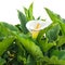 White Calla Lily flower with drops is isolated