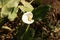 White calla lily flower with insect.