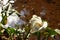 White calla lily flower with insect.