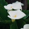 White calla lily flower plant in springtime