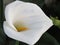 White Calla Lily a flower for weddings