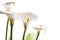 White calla lily flowers