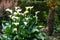 White Calla Lily plant in bloom