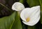 White Calla-lily (Zantedeschia aethiopica)