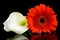White Calla and red Gerber flowers