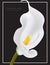 White Calla vector flower card template isolated on black background. Myay be used as a funeral memory illustration, mourn art or