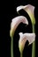 White callas