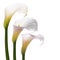 White callas flowers