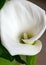 White callas flowers and green leaves