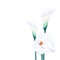 White callas lilies bouquet elegant card. A spring decorations.