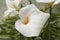 White Callas lilies at the corner of a pond