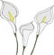 White callas on white background