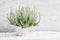 White calluna vulgaris or common heather flowers in white flower
