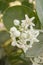 White calotropis gigantea flower