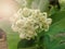 White Calotropis gigantea flower