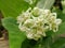 White Calotropis gigantea flower