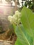 White Calotropis gigantea flower