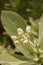 White calotropis gigantea flower