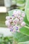 White Calotropis gigantea flower in nature garden