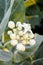 White Calotropis gigantea flower in nature garden