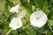 White Calystegia