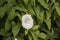 White Calystegia also called Bindweed