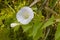 White Calystegia also called Bindweed or Morning Glory, under the summer sun