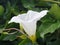 White Calystegia flower Calystegia silvatica or Calystegia macrostegia