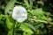 White Calystegia Under the Sun