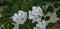 White camara lantana Small drop of rain on the flower back green leaf beautiful flower background wallpaper