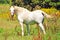 White camargue horse