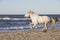 White Camargue Horse