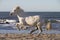 White Camargue Horse