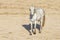 White Camargue Horse on the beach