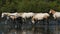 White Camargue horse, Camargue, France