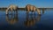 White camargue horse, Camargue, France