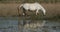 White Camargue horse, Camargue, France