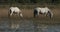 White Camargue horse, Camargue, France